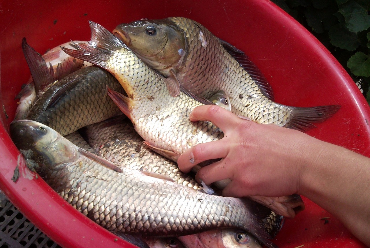 Где лучше всего покупать свежую рыбу, Можно ли покупать несвежую рыбу, Как выбирать свежемороженую рыбу, Как выбрать замороженную рыбу, Где лучше всего покупать свежую рыбу, Можно ли покупать несвежую рыбу, Как выбирать свежемороженую рыбу, Как выбрать замороженную рыбу,