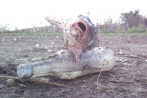 Где лучше всего покупать свежую рыбу? Какая же рыба самая свежая?