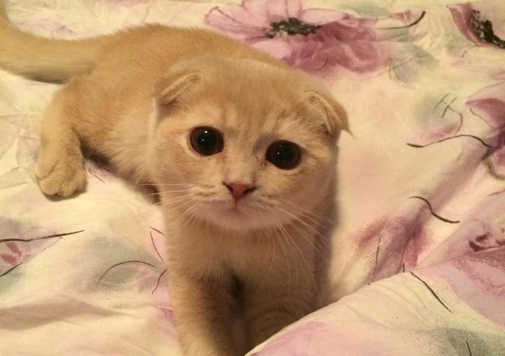 Аллергия на кошек, симптомы, лечение и последствия