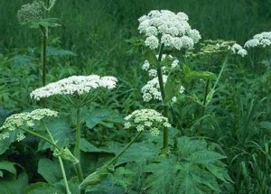 Самая высокая концентрация фурокумаринов в соке ядовитого зонтичного растения — борщевика, borshevk Самая высокая концентрация фурокумаринов в соке ядовитого зонтичного растения — борщевика