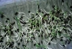 польза семян льна, вред семян льна, противопоказания к применению семян льна, семена льна в народной медицине, полезные свойства семени льна, состав семян льна, семена льна для похудения, отвар из семян льна, как принимать в пищу семена льна, как прорастить семена льна, польза ростков льна, как хранить ростки семян льна польза семян льна, вред семян льна, противопоказания к применению семян льна, семена льна в народной медицине, полезные свойства семени льна, состав семян льна, семена льна для похудения, отвар из семян льна, как принимать в пищу семена льна, как прорастить семена льна, польза ростков льна, как хранить ростки семян льна