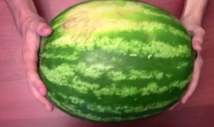 как выбрать арбуз, цвет арбуза, хвостик арбуза, корка арбуза, размер арбуза, когда покупать арбуз, где покупать арбуз как выбрать арбуз, цвет арбуза, хвостик арбуза, корка арбуза, размер арбуза, когда покупать арбуз, где покупать арбуз