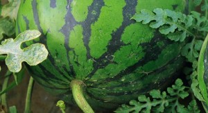 как выбрать арбуз, цвет арбуза, хвостик арбуза, корка арбуза, размер арбуза, когда покупать арбуз, где покупать арбуз как выбрать арбуз, цвет арбуза, хвостик арбуза, корка арбуза, размер арбуза, когда покупать арбуз, где покупать арбуз