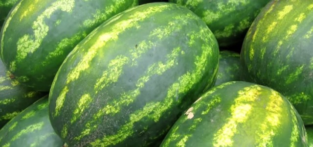 как выбрать арбуз, цвет арбуза, хвостик арбуза, корка арбуза, размер арбуза, когда покупать арбуз, где покупать арбуз как выбрать арбуз, цвет арбуза, хвостик арбуза, корка арбуза, размер арбуза, когда покупать арбуз, где покупать арбуз