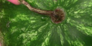 как выбрать арбуз, цвет арбуза, хвостик арбуза, корка арбуза, размер арбуза, когда покупать арбуз, где покупать арбуз как выбрать арбуз, цвет арбуза, хвостик арбуза, корка арбуза, размер арбуза, когда покупать арбуз, где покупать арбуз