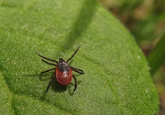 что делать, если укусил клещ, укус клеща, извлечение клеща, что делать после извлечения клеща из кожи, симптомы энцефалита, прививки от энцефалита что делать, если укусил клещ, укус клеща, извлечение клеща, что делать после извлечения клеща из кожи, симптомы энцефалита, прививки от энцефалита