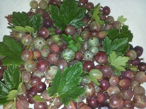 крыжовник, kryzhovnik