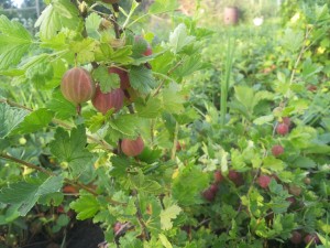 куст крыжовника, kust kryzhovnika