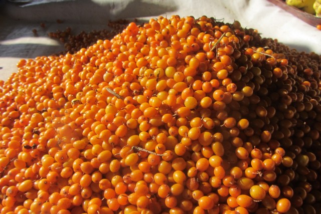 Польза облепихи, Польза и вред облепихи для здоровья человека, Вред облепихи, противопоказания, Как употреблять облепиху, Применение облепихи в медицине. Польза облепихи, Польза и вред облепихи для здоровья человека, Вред облепихи, противопоказания, Как употреблять облепиху, Применение облепихи в медицине.