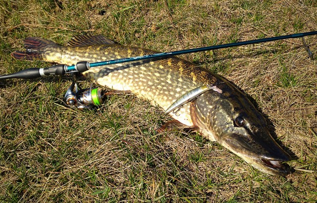 как ловить щуку на спиннинг, ловля щуки на спиннинг, ловли щуки с лодки на спиннинг, как правильно ловить щуку, как правильно ловить щуку на спиннинг как ловить щуку на спиннинг, ловля щуки на спиннинг, ловли щуки с лодки на спиннинг, как правильно ловить щуку, как правильно ловить щуку на спиннинг