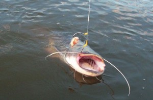 Вываживание сома из воды