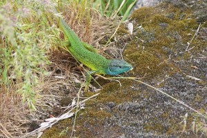 река Орель, подводная охота, природа на реке Орель