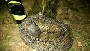 заныр в Орель, улов на реке Орель, подводная охота и рыбалка, zanyr v orel 2015