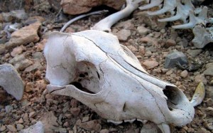 аномальные зоны России, мистические места на планете, аномальная зона, самые невероятные истории, аномалия этой зоны, странные явления, происходят невероятные события, загадочные места, странное явление в этом месте, страшное и опасное место, необъяснимые происшествия, мистическое место России, происходит нечто ужасное, страшное зрелище