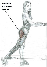 мышцы ягодиц тренировка, как накачать мышцы ягодиц в домашних условиях, накачать ягодицы, myshcy yagodic