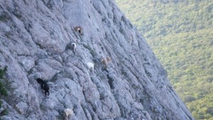 Местные жители Ильяс-Кая, стадо диких козочек.