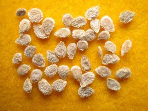 хорошие семена томатов, самые лучшие сорта томатов, как выбирать семена томатов, когда вы хотите получить урожай, ранние сорта томатов, сверхранние сорта томатов, среднеспелые сорта томатов, поздние сорта томатов, выращивания томатов в открытом грунте, сорта томатов для закрытого грунта, томаты этого сорта, томаты для консервирования, скрещивания двух сортов томатов