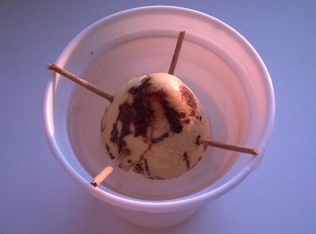 косточка в воде