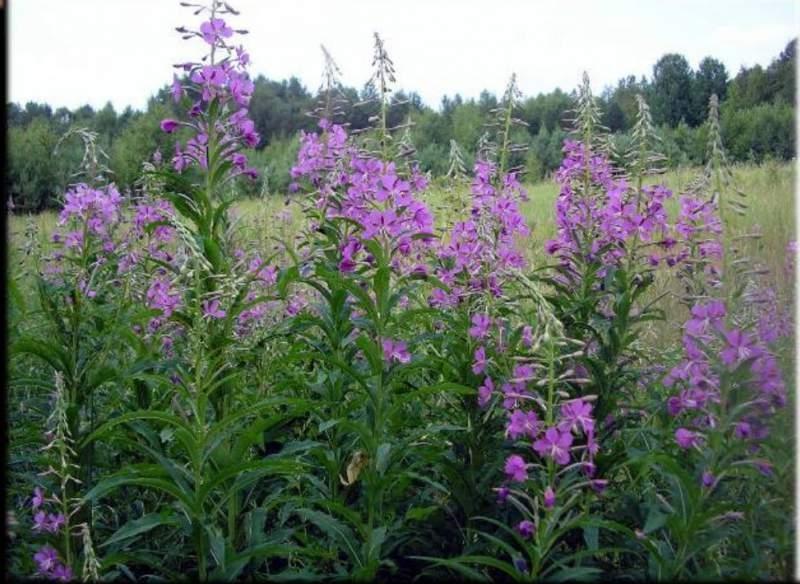 польза и вред иван-чая, иван-чай или кипрей, как правильно заготавливать иван-чай, как заваривать кипрей, польза иван-чая, чай из травы кипрей, польза иван-чая для мужчин, польза иван-чая для женщин, состав кипрея