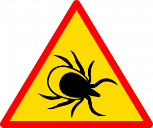 укус клеща, вытащить клеща, что делать при укусе клеща, вытащить клеща, можно ли раздавить клеща, как защититься от клещей, чего боятся клещи, средства защиты от клещей, какие могут быть последствия укуса клеща для человека и животных,